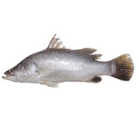 Bhetki Fish- 1 kg